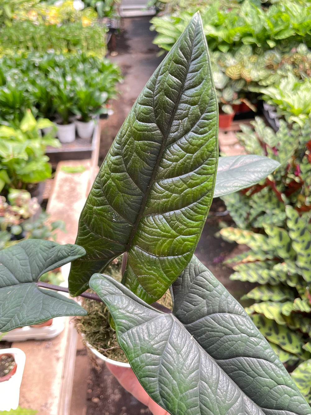 Alocasia scalprum