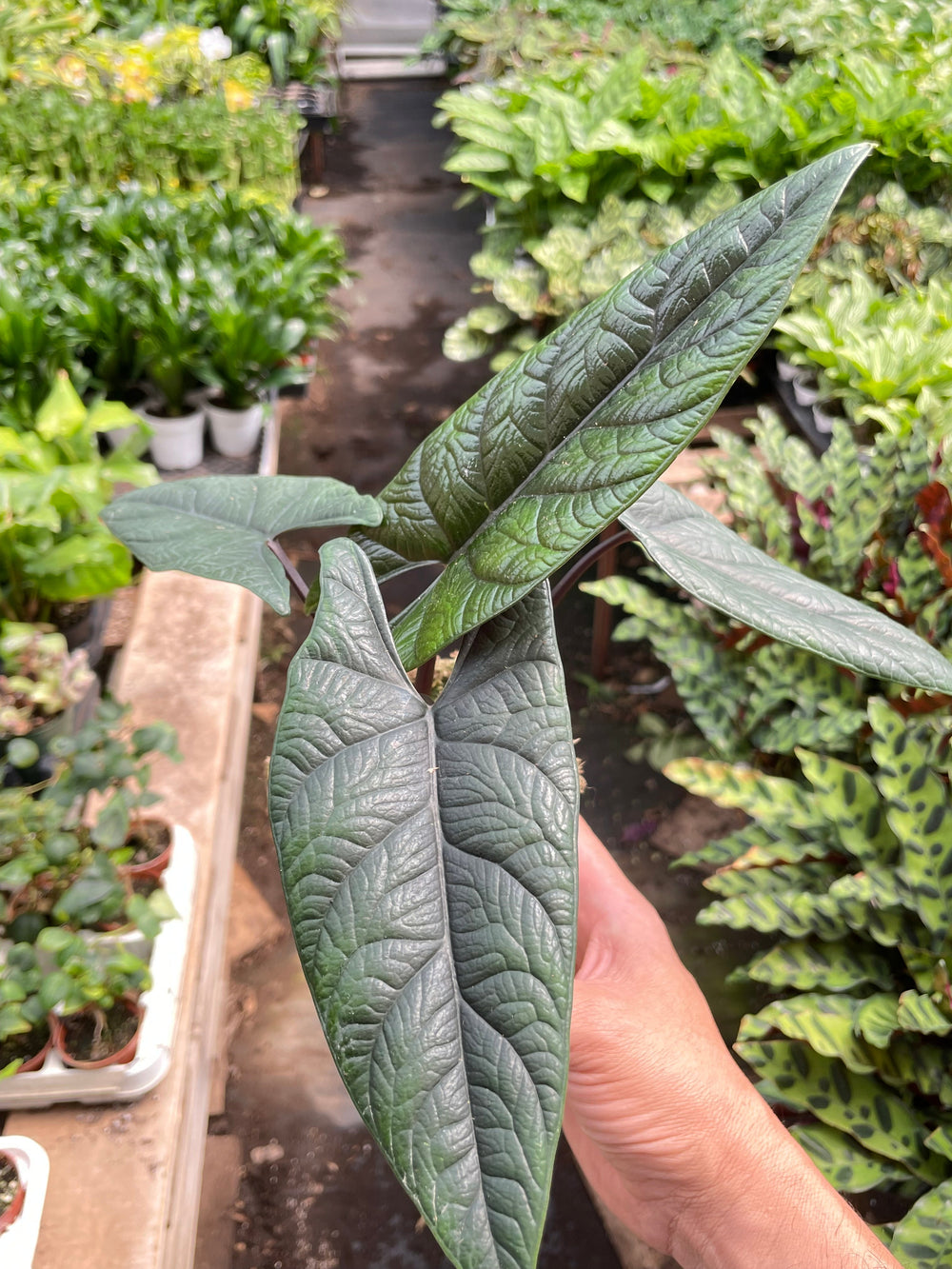 Alocasia scalprum