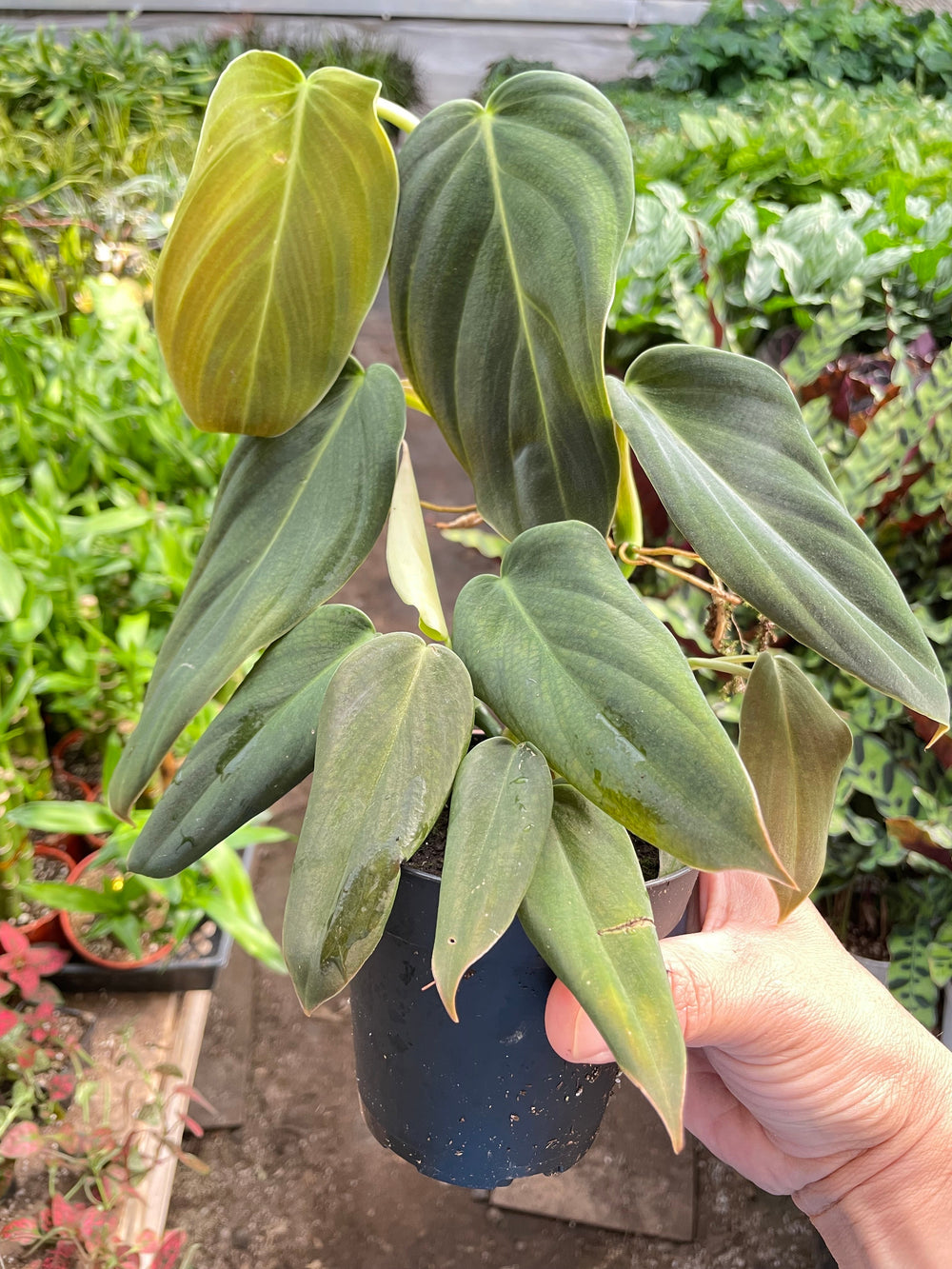 Philodendron gigas