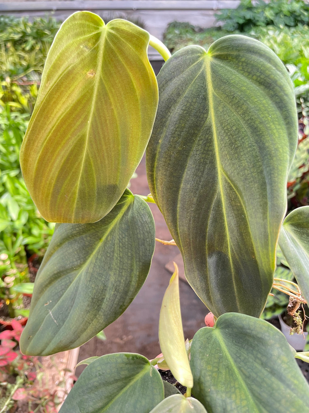 Philodendron gigas