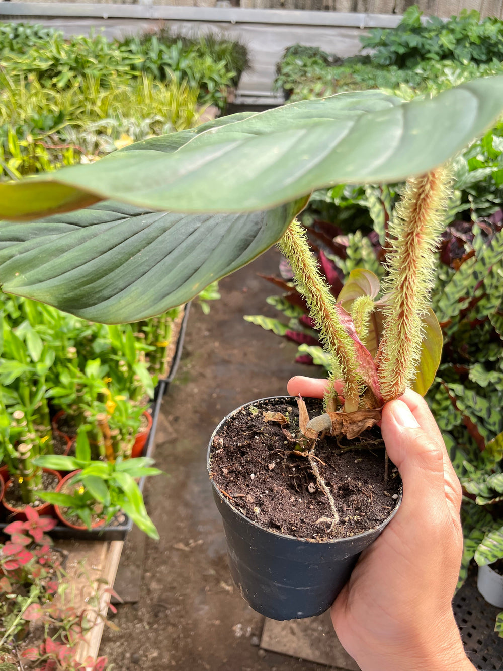 Philodendron serpens