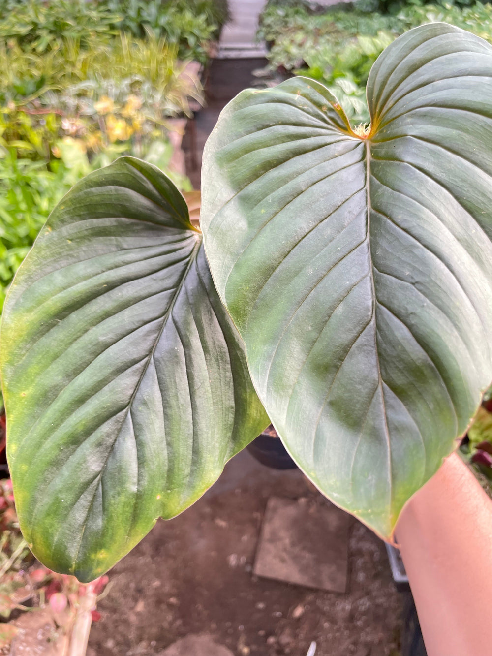 Philodendron serpens