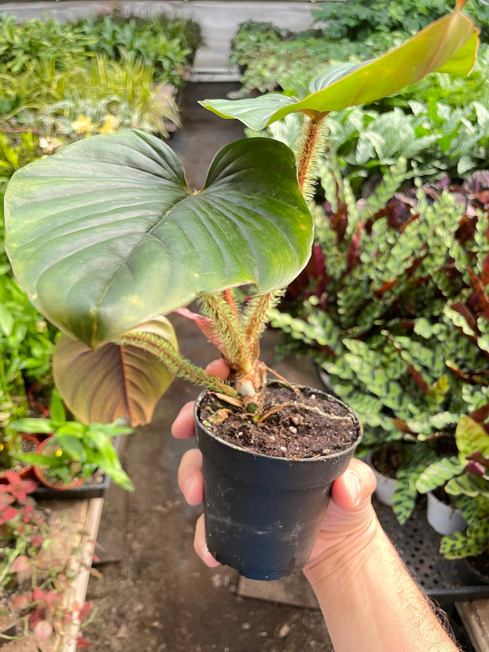 Philodendron serpens