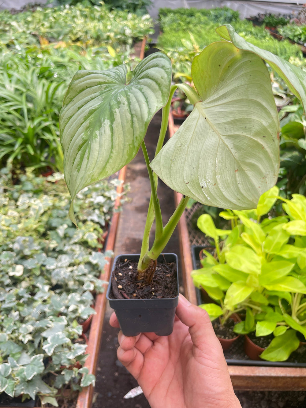 Philodendron mamei