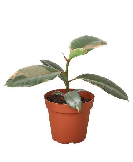 Ficus elastica 'Ruby Pink'