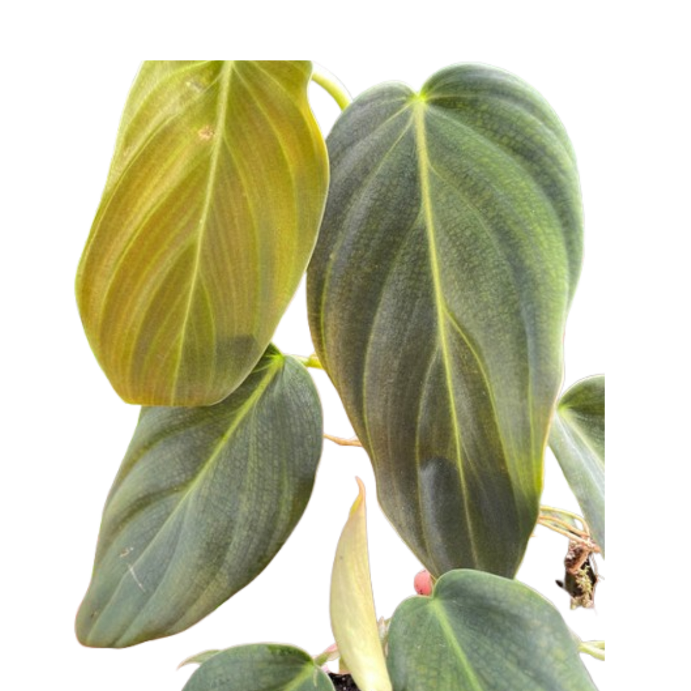 2 Philodendron Variety Pack - 4" Pots