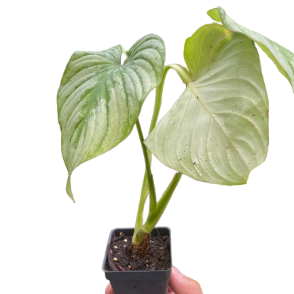 Philodendron mamei