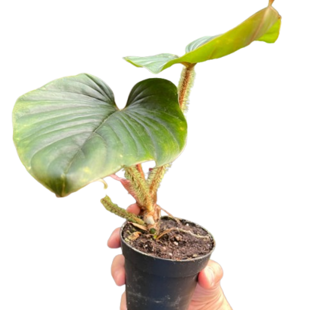 Philodendron serpens