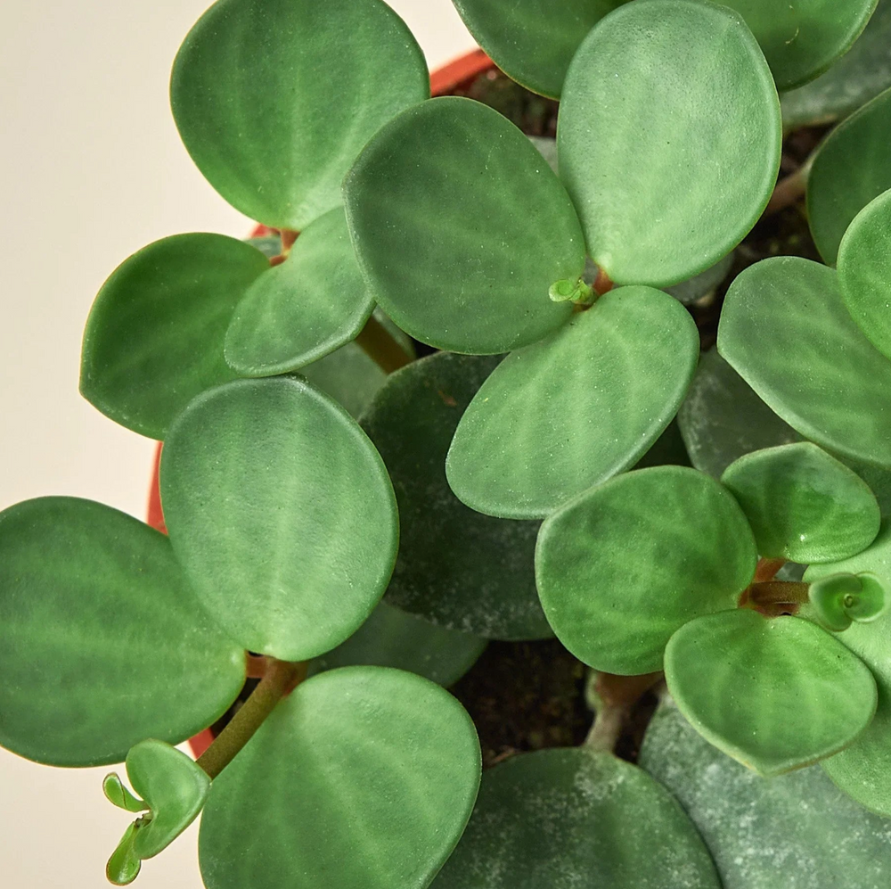 Peperomia 'Hope' - 8" Pot