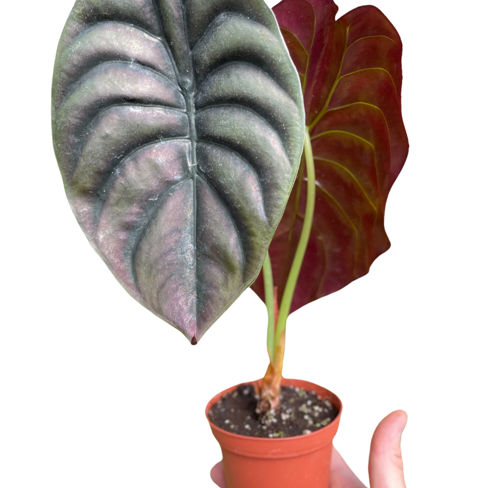 Alocasia 'Red Secret'