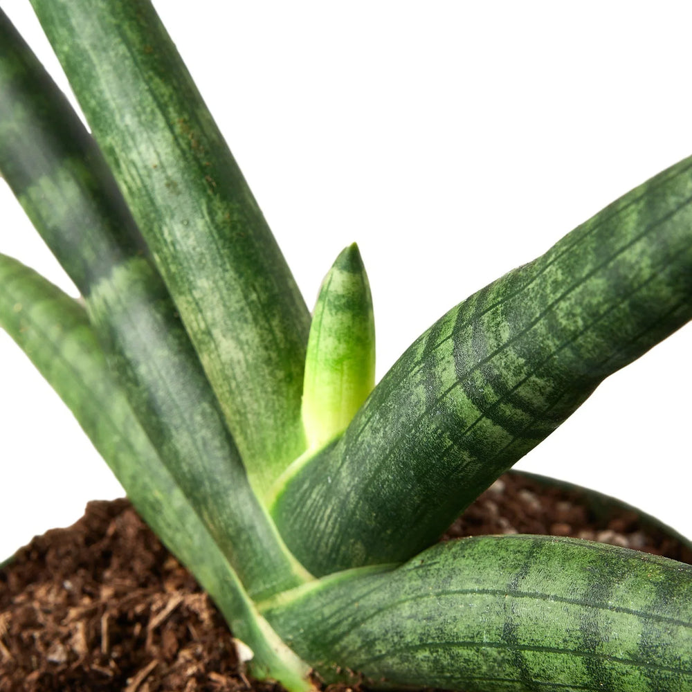 4" Sanseveria cylindrica plant close up