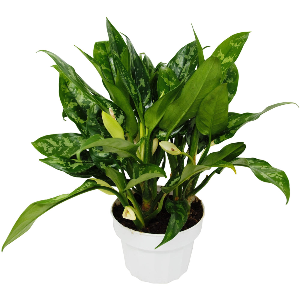 Aglaonema, Chinese Evergreen 'Maria'