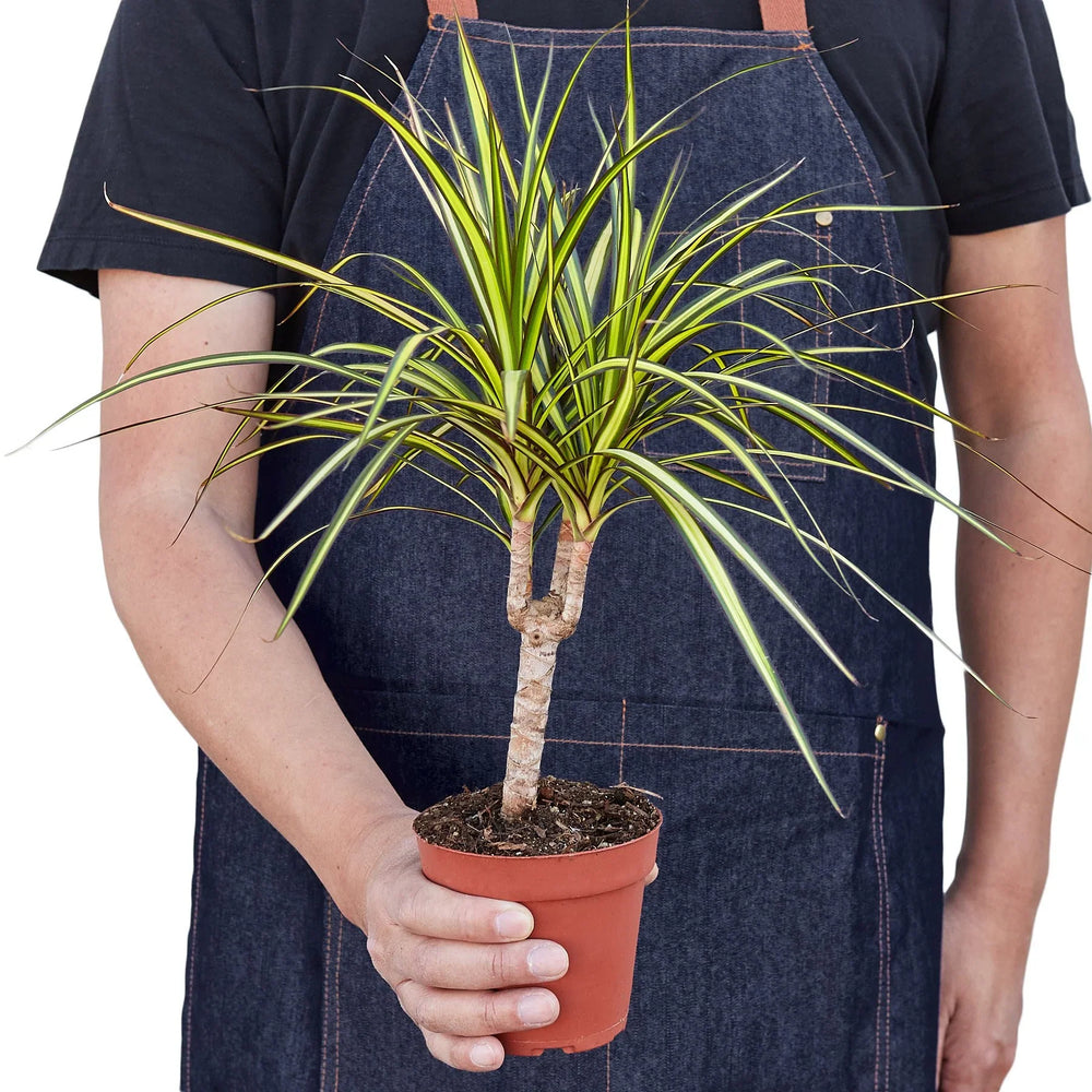 Dracaena marginata 'Sunshine'