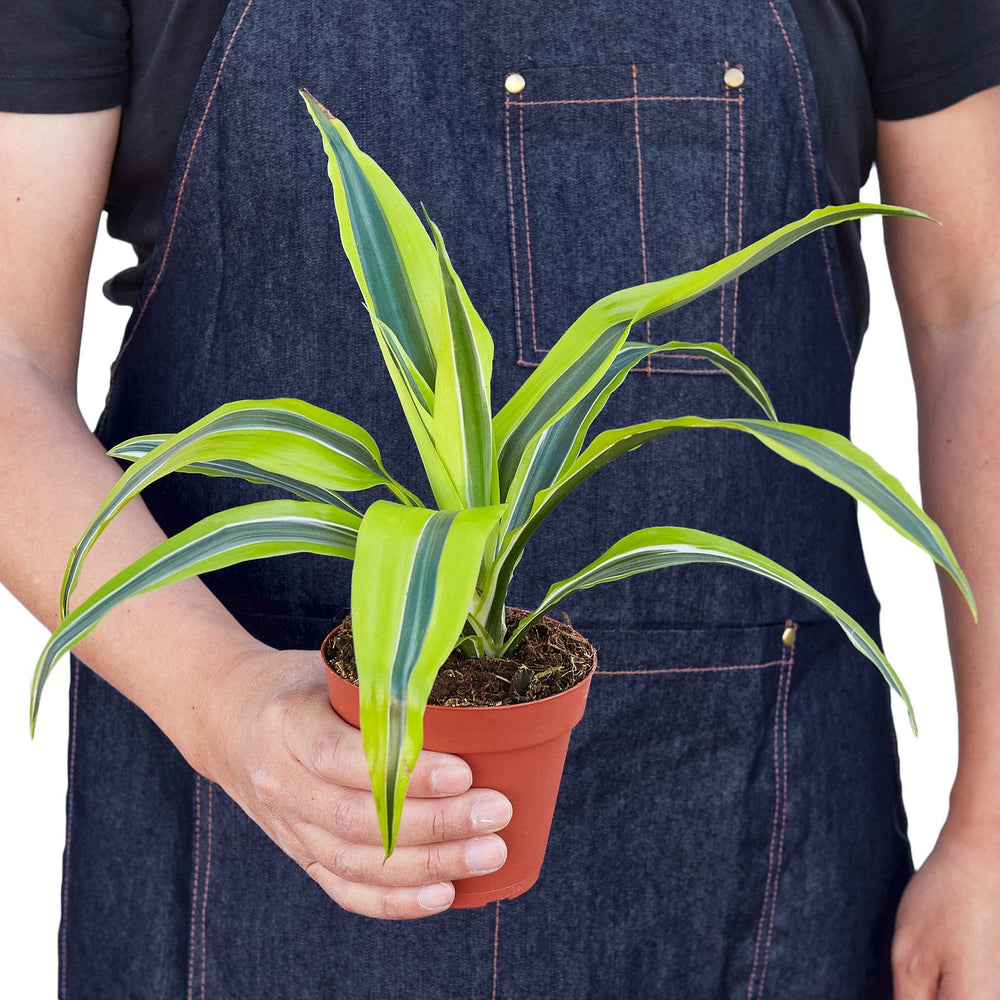 Dracaena deremensis 'Lemon Lime'