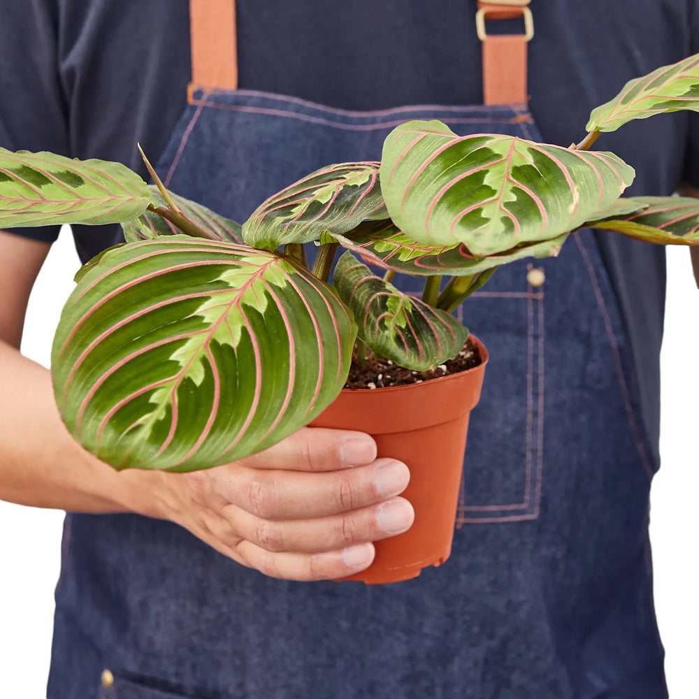 Maranta 'Red Prayer Plant'