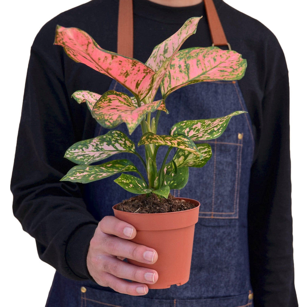 Aglaonema - Chinese Evergreen 'Lady Valentine'