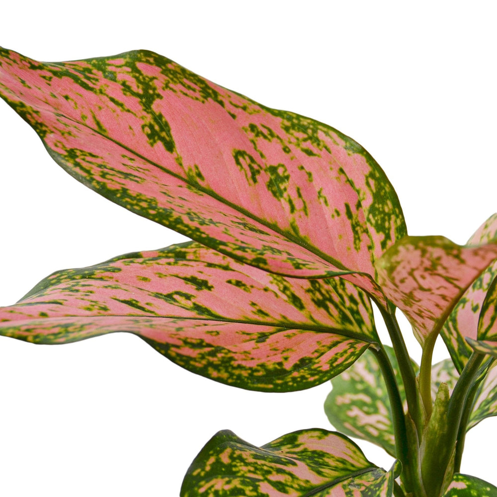 Aglaonema - Chinese Evergreen 'Lady Valentine'