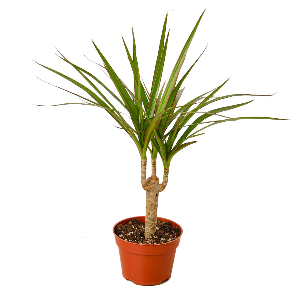 Dracaena marginata Cane