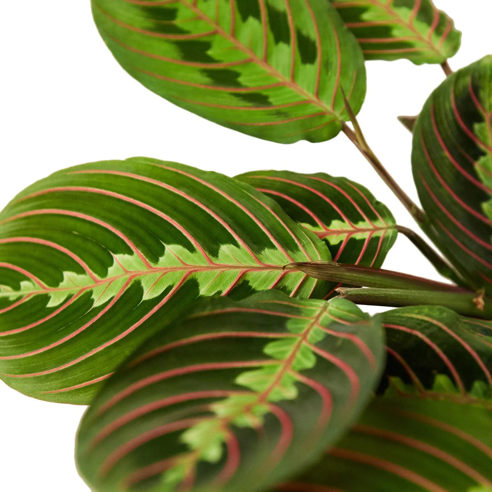 Maranta 'Red Prayer Plant'