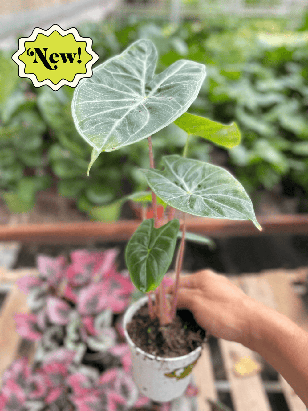 Alocasia 'Ivory Coast'