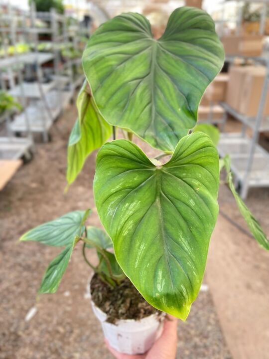 Philodendron plowManii