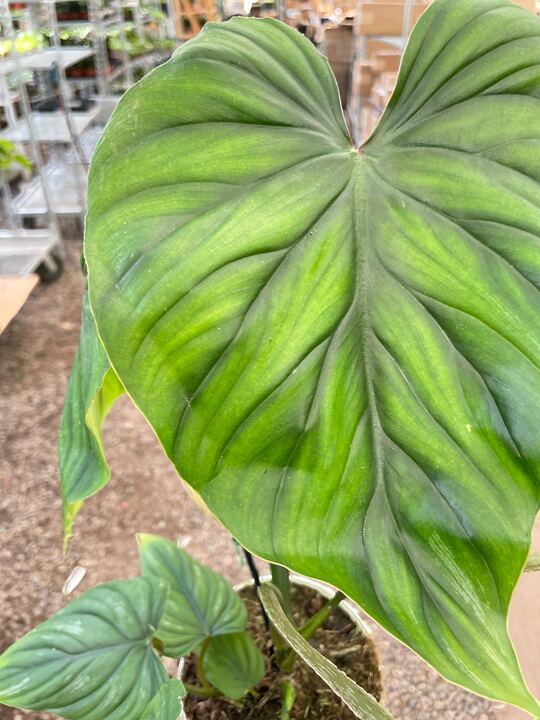 Philodendron plowManii