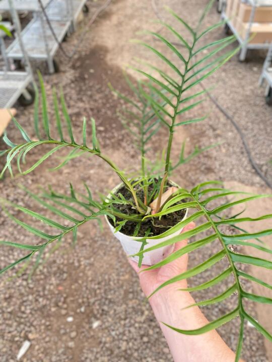 Philodendron tortum