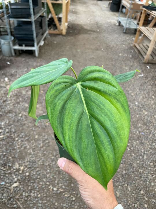 Philodendron 'Mcdowell'